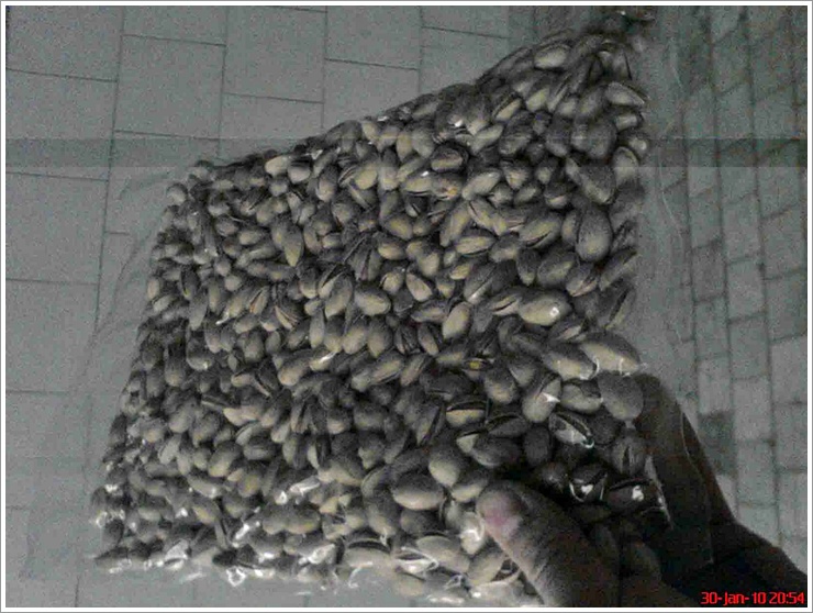 a35b6bdf_pistachio_vacuum_packing.jpg